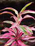 cordyline red edge.JPG